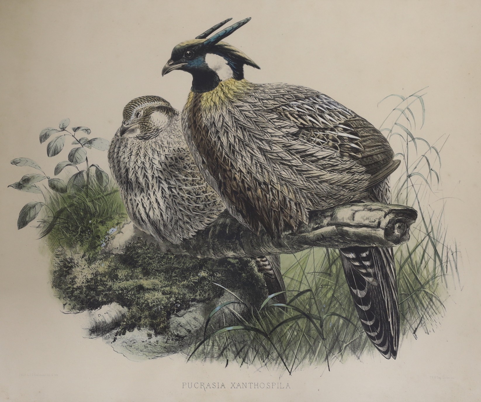 J. Wolf & J. Smit, Four handcoloured lithographs, 19th century, large Birds, 37 x 58cm